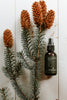 Spruce & Bergamot Face & Beard oil